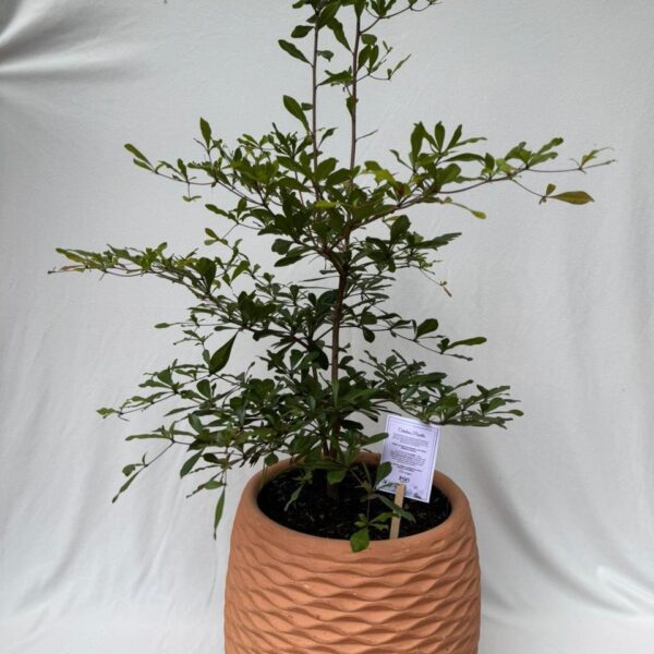Bono solidario: Árbol para sembrar en familia